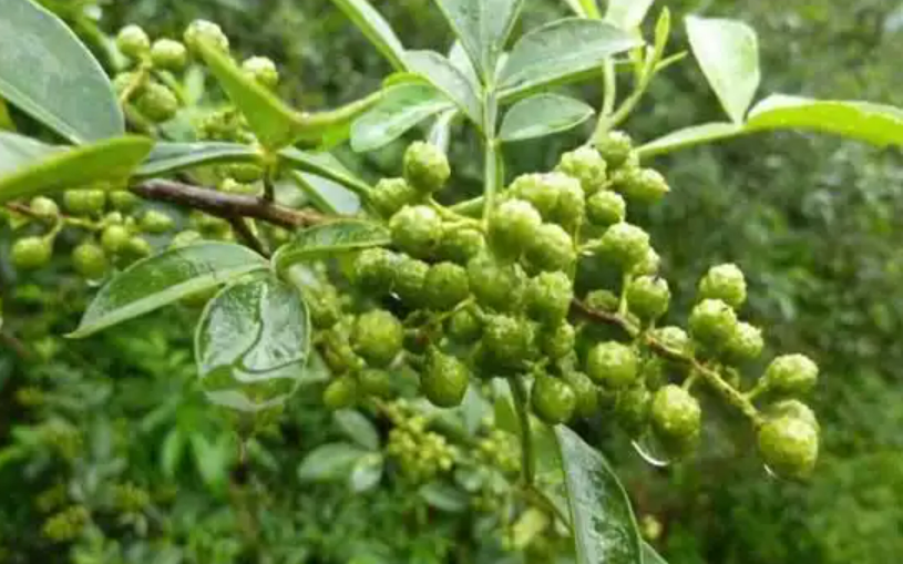 四川瀘縣：青花椒成致富“大產業”