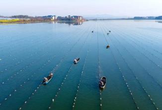 中國淡水珍珠之鄉，憑什么是它？