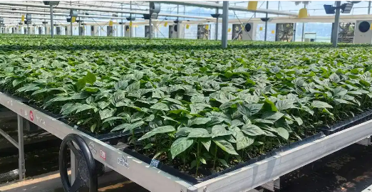 去年種業營收突破100億元 山東煙臺全力打造種業創新發展高地