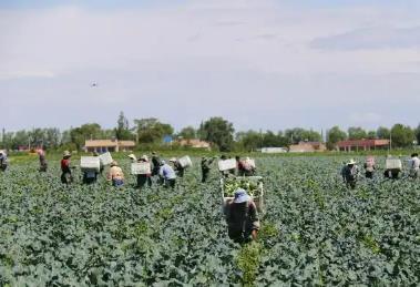 中國（西部）冷涼蔬菜之鄉迎來采收季 新鮮蔬菜走俏全國市場