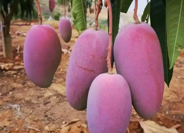 2025年永德芒果之鄉文化旅游節啟幕