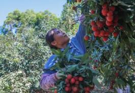 全國首批荔枝“批次檢驗（檢疫）”出口試點落地福建