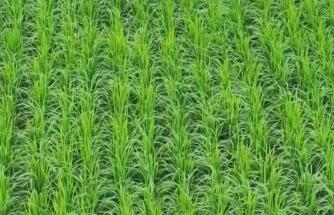 小暑農事忙：秋作物茁壯、早稻金黃 南北田間奏響豐收序曲