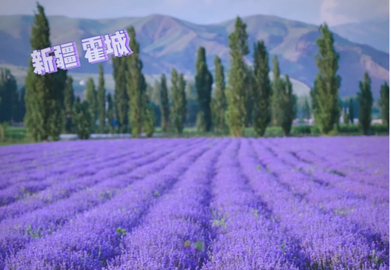 新疆霍城縣：一株薰衣草串起鄉村文商旅產業鏈