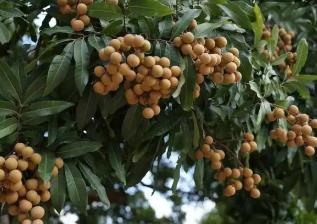 “中國金牌龍眼之鄉”廣東高州龍眼搶鮮上市