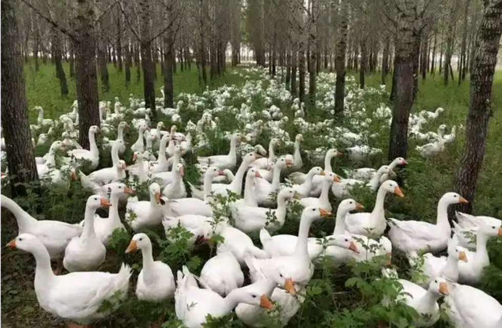 “中國白鵝之鄉”振翅高飛——黑龍江依安縣“鵝”產業激活縣域經濟新動能