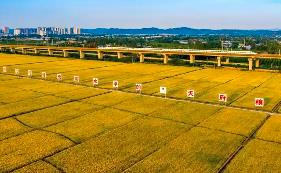 四川眉山繪就“天府糧倉”建設新畫卷