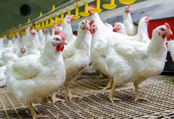 產能高企疊加終端需求不足 白羽肉雞價格持續下跌行業加速洗牌