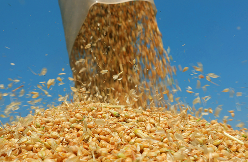 總產量267.03萬噸！云南國資國企助力夏糧豐收“穩中有進”