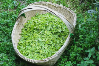 統籌做好“茶文化、茶產業、茶科技”文章——貴州石阡苔茶的新“茶經”