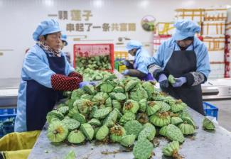浙江建德：“蓮子之鄉”迎來收獲季