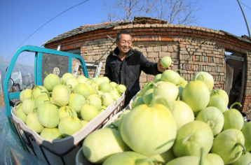 山東蔬菜瓜果上半年出口值達到804.7億元，增長3.5%