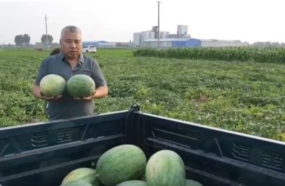 年產6000萬噸 我國成世界上最大的西瓜生產國和消費國
