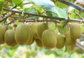 科技搭臺 直播拓市 湖南鳳凰特色農產品“出山進城”