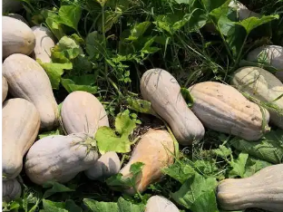 延伸產業鏈 “土疙瘩”變“金招牌”