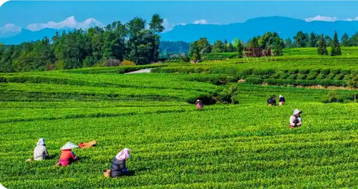 四川雅安多舉措推動“雅茶”產業穩步發展