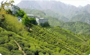 湖北十堰通過有機認證“鏈”動綠色產業發展