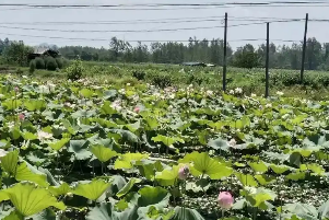 湖北嘉魚“全鏈條重塑”讓農產品身價倍增