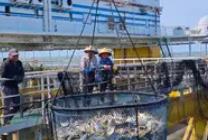 廣東規模最大在養平臺首批漁獲起網