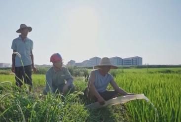 “反向抽水”、“逆勢”抽提，聯動抗旱！水稻“喝上”保穗水 守好墑情底線保障糧食安全