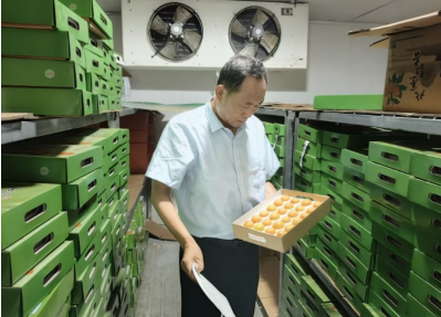 紅杏產業 “突圍”，解鎖鄉村振興密碼