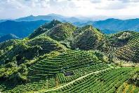 福建安溪 全鏈創新暢通茶香通道