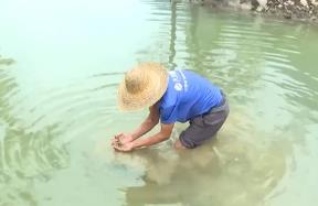 小小螺螄從田間到餐桌 撬動廣西柳州吃螺大產業