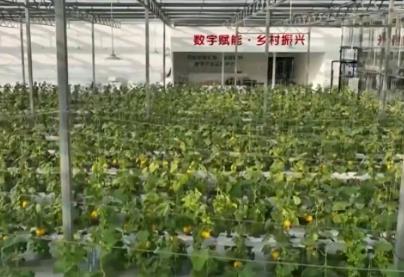 數字鄉村建設助力農業農村現代化