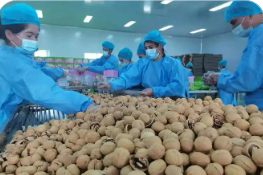 新疆喀什用核桃串起七十二億元全產業鏈