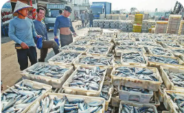 共繪發展“同心圓” 廣西北海以質量筑基助力水產業做優做大做強