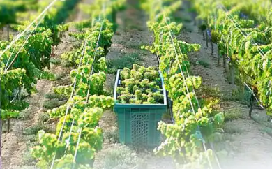 寧夏葡萄產業向“數字時代”邁進