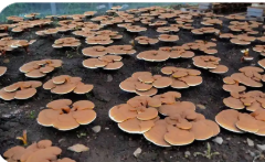 黑龍江同江：種植珍稀食用菌 端上“生態產業碗”