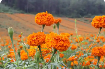 吉林農安萬壽菊產業升級“金色花海”變“致富引擎”