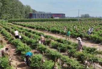 辣椒、海鮮、葡萄豐富百姓“菜籃子+果盤子” 產業振興鏈接“大市場”