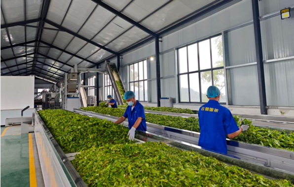 云南做活茶產業 聯農帶農促增收