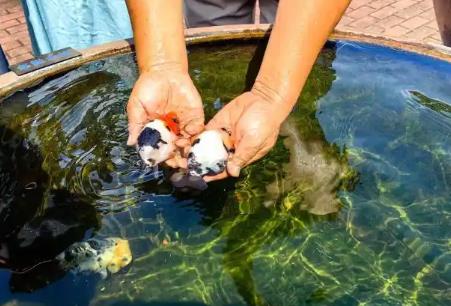 “金魚之鄉”閩侯“游”出產業生態鏈