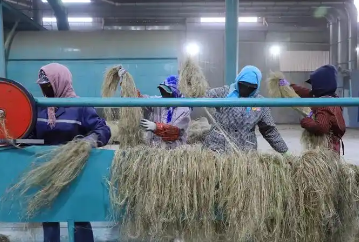 甘肅清水：古老漢麻織出產業新路