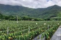 海南力爭今年新增熱帶優異果蔬種植面積18萬畝