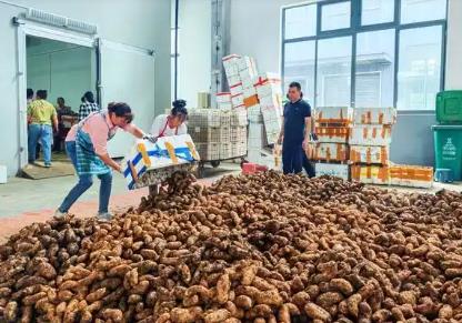 “中國天麻之鄉”夷陵區下堡坪天麻喜迎豐收 開市產銷兩旺