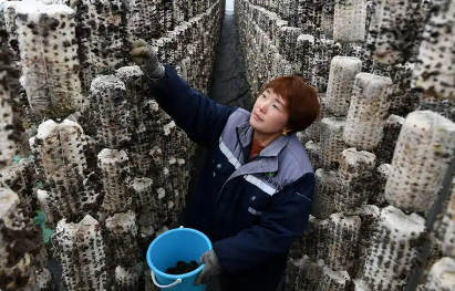 集群成鏈，陜西西鄉菌類全產業鏈產值超六億元