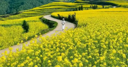 小小油菜花何以“綻放”近百億元產業？