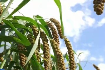 白露已至農事忙 科技賦能希望的田野上奏響豐收“歡歌”