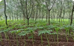 云南紅河州：林下經濟點燃鄉村振興“新引擎”