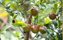 四川雅安天全縣推廣油茶復合種植模式 “綠葉子”變成了“金票子”