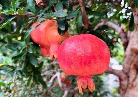 棗莊以全鏈條生態繪就“中國石榴之鄉”高質量發展新圖景