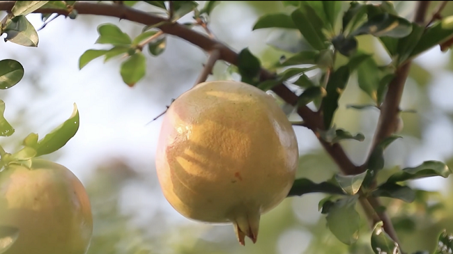 會理石榴紅透時，鮮速直達錢大媽