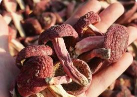 福建：“小特產”長成“大產業”