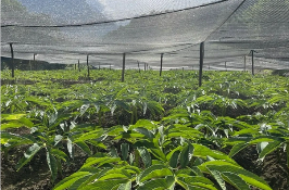 林地間上演“掘金故事” 四川鹽邊魔芋“長”出四億元產業鏈