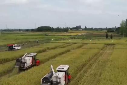 沃野披金，谷香滿倉！秋收正當時 機械化作業確保顆粒歸倉