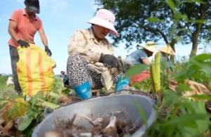 江西鉛山：10萬余畝紅芽芋喜獲豐收 鋪就鄉村振興富“芋”坦途